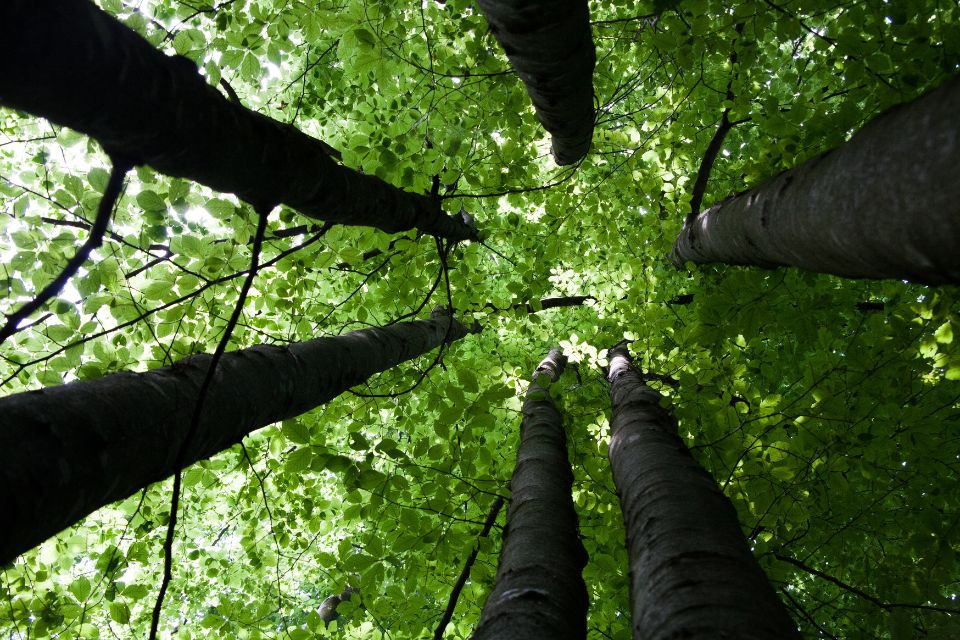Mi árbol genealógico